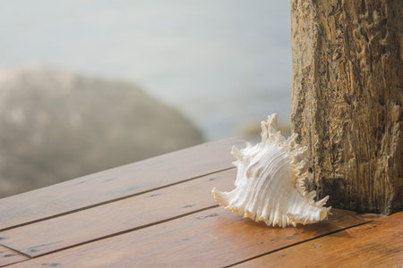 Sea shells on wooden table with sea backgroundの写真素材
