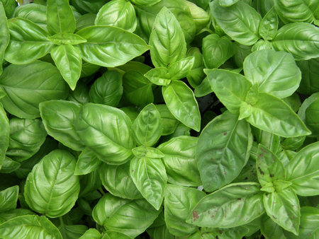 Basil Leaves, Fresh green basil. Mainly used in italian cookingの写真素材