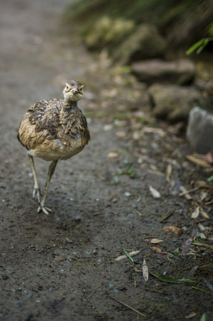 Bustard running on dirtの写真素材
