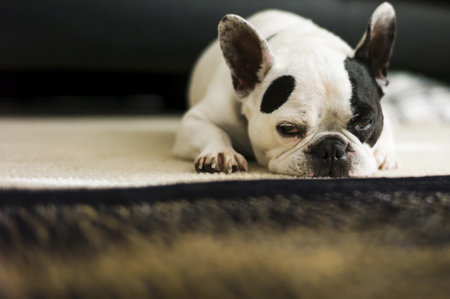French dog forcing himself to keep awake