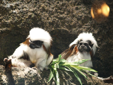 Two cute monkeys at a zoo