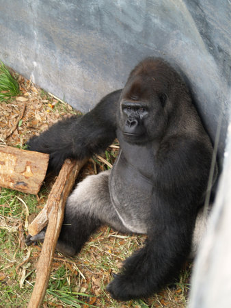 Angry Ape at the zoo looking at the cameraの写真素材