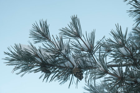 Beautiful nature of the North, natural landscape with large trees in frosty winterの写真素材