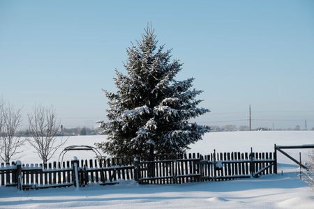 Beautiful nature of the North, natural landscape with large trees in frosty winterの写真素材