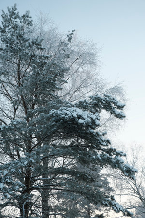 Beautiful nature of the North, natural landscape with large trees in frosty winterの写真素材