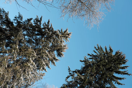 Beautiful nature of the North, natural landscape with large trees in frosty winterの写真素材