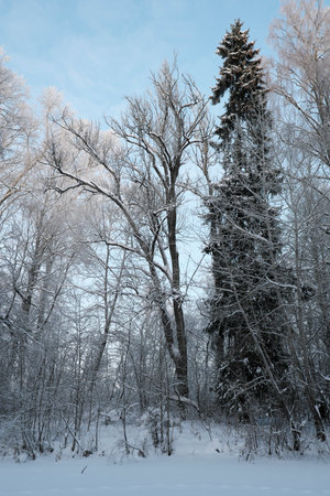 Beautiful nature of the North, natural landscape with large trees in frosty winterの写真素材