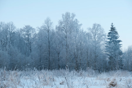 Beautiful nature of the North, natural landscape with large trees in frosty winterの写真素材