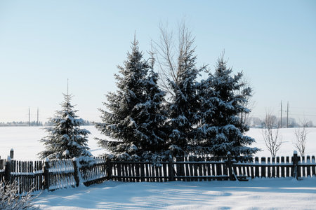 Beautiful nature of the North, natural landscape with large trees in frosty winterの写真素材