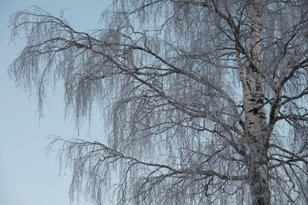 Beautiful nature of the North, natural landscape with large trees in frosty winterの写真素材