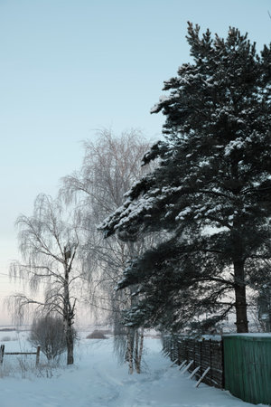 Beautiful nature of the North, natural landscape with large trees in frosty winterの写真素材