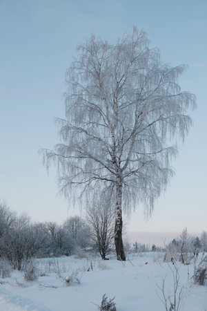 Beautiful nature of the North, natural landscape with large trees in frosty winterの写真素材