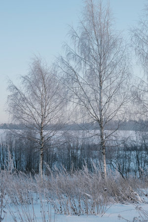 Beautiful nature of the North, natural landscape with large trees in frosty winterの写真素材