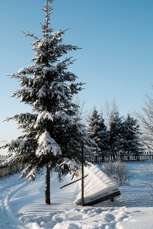 Beautiful nature of the North, natural landscape with large trees in frosty winterの写真素材