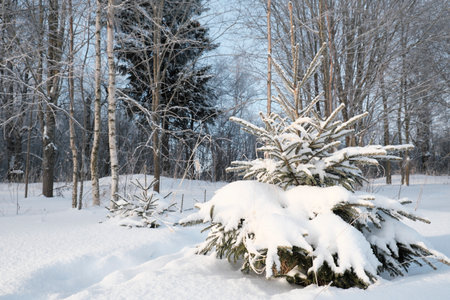Beautiful nature of the North, natural landscape with large trees in frosty winterの写真素材
