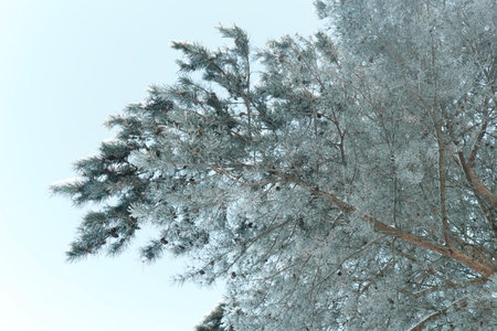 Beautiful nature of the North, natural landscape with large trees in frosty winterの写真素材