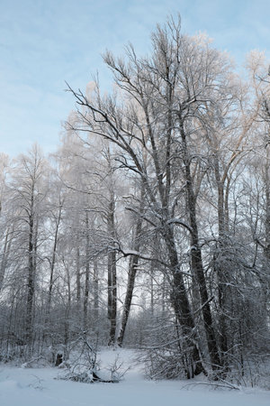 Beautiful nature of the North, natural landscape with large trees in frosty winterの写真素材