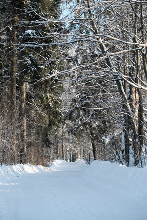 Beautiful nature of the North, natural landscape with large trees in frosty winterの写真素材