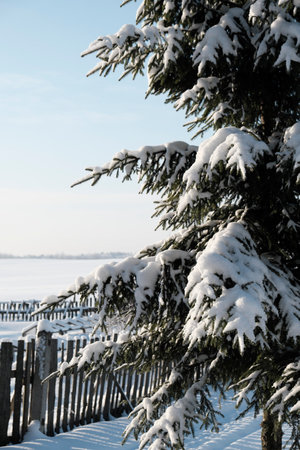 Beautiful nature of the North, natural landscape with large trees in frosty winterの写真素材