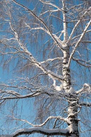 Beautiful nature of the North, natural landscape with large trees in frosty winterの写真素材
