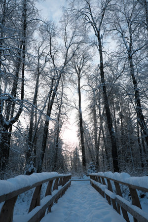 Beautiful nature of the North, natural landscape with large trees in frosty winterの写真素材