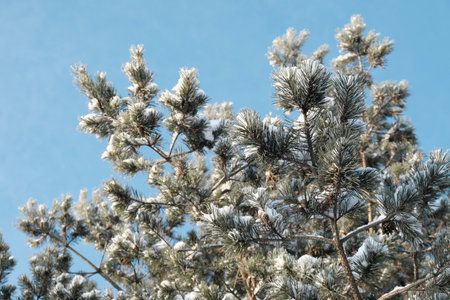 Beautiful nature of the North, natural landscape with large trees in frosty winterの写真素材