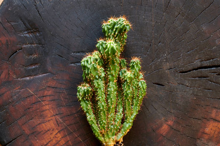 one cactus on the background of a dark cut treeの写真素材
