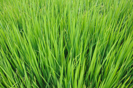 green rairie backgroundの写真素材