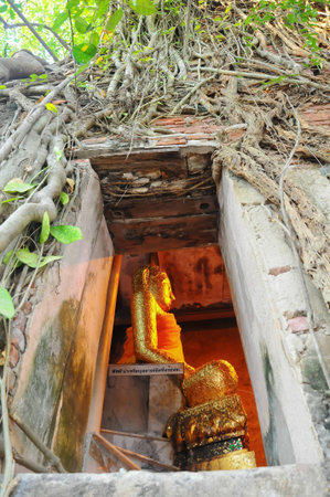 Bodhi tree cover church at Kay Bang Kung temple, Thailandの写真素材