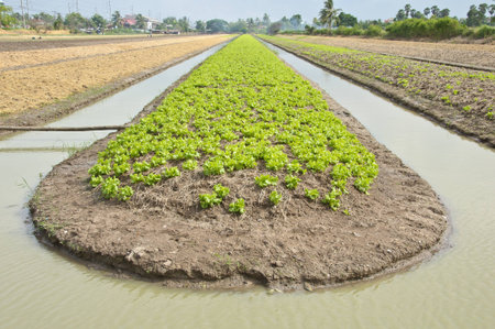 A lush field of lettuce farm must be irrigated in Thailand.の写真素材