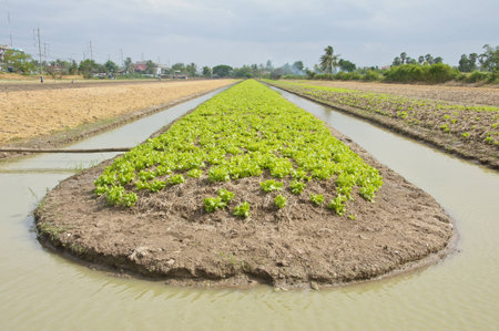 A lush field of lettuce farm must be irrigated in Thailand.の写真素材