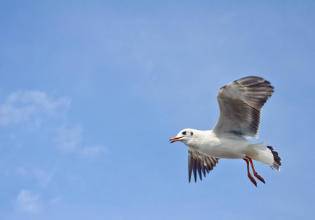 A seagull flying in the blue sky at Bang Pu beach.の写真素材