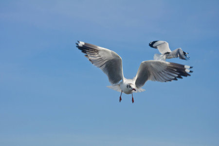 The seagull flying in the blue sky at Bang Pu beach.の写真素材