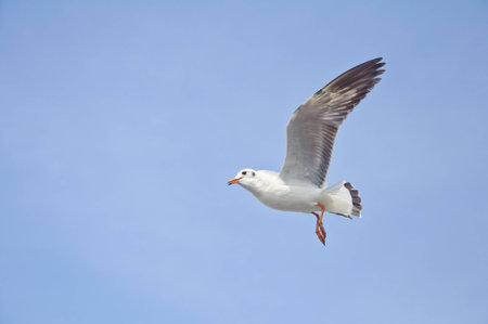 A seagull flying in the blue sky at Bang Pu beach.の写真素材