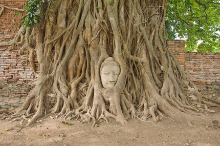 Head of sandstone buddha in the bodhi tree roots at Mahathat temple, Ayutthaya, Thailandの写真素材
