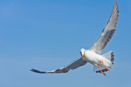 Alone white seagull catch food in mouth flying on the blue sky over the sea at Bang Pu beach, Samutprakan, Thailandの写真素材