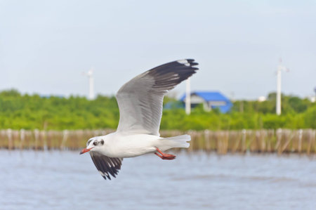 The white seagull flying in sky over the sea at Bang Pu beach, Samutprakan, Thailandの写真素材