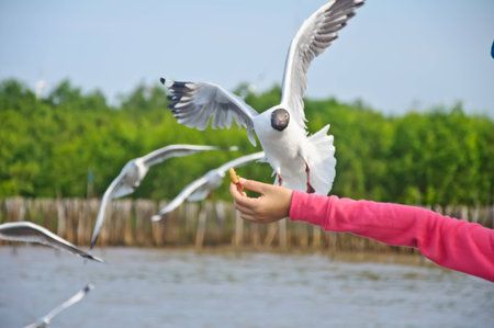 The white seagull flying in the sky taking food from hand at Bang Pu beach, Samutprakan, Thailandの写真素材
