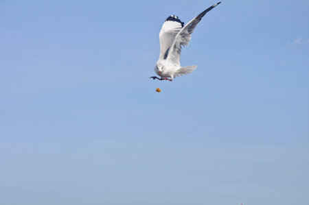 Alone white seagull flying catch food in blue sky at Bang Pu beach, Samutprakan, Thailandの写真素材