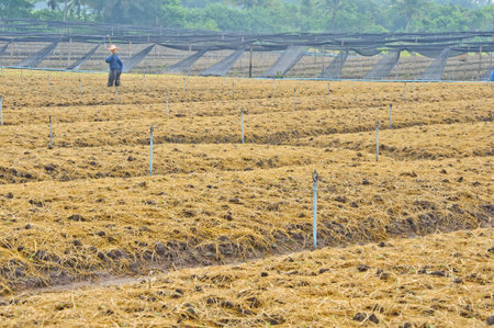 soil preparation land for vegetable cultivation farm in Thailand.の写真素材