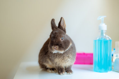 Young bunny rabbit chocolate colour in scientific lab experimentの写真素材