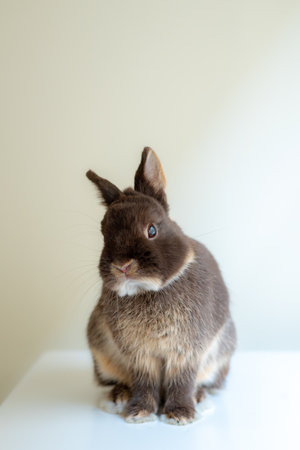 Easter young bunny rabbit chocolate colour on the tableの写真素材