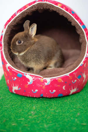 Easter bunny rabbit chocolate colour in pink house with green grassの写真素材