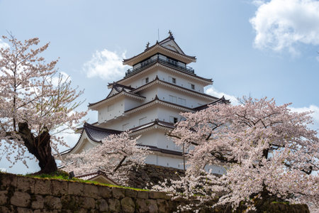 Tsuruga-jo Castle or Aizuwakamatsu Castle surrounded by cherry-blossom trees (sakura flower), Aizuwakamatsu, Fukushima Prefecture, Japanのeditorial素材