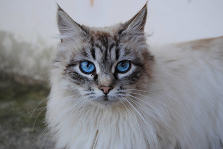 Furry cat with very beautiful eyesの写真素材