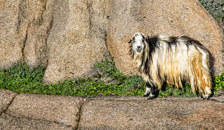 Goat of Capo Testa-Santa Teresaの写真素材