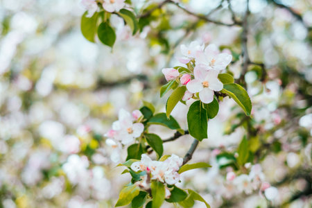 White apple blossom background with beautiful blurred bokeh effect.の写真素材