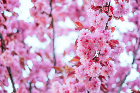 Bright pink cherry sakura blossom background with beautiful blurred bokeh effect.