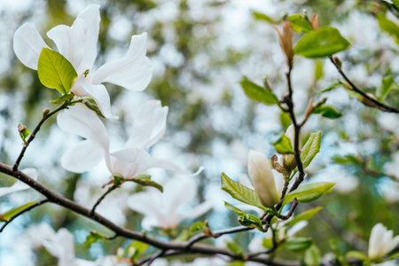 White magnolia flower blossom background with beautiful blurred bokeh effect.の写真素材