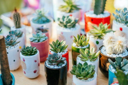 Beautiful succulent plants at the pots. Spotted on the flower market.